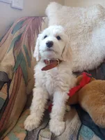 Oakley Little Bear,gentle soul,Low shed,pls text my phone only!!, a male Sheepadoodle and Poodle - Standard  for sale in Apple Valley, CA – 2 of 10