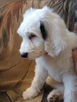 Angels Kiss,merle,low shed,pls text  my phone only!, a female Old English Sheepdog and Sheepadoodle for sale in Apple Valley, CA – 4 of 10