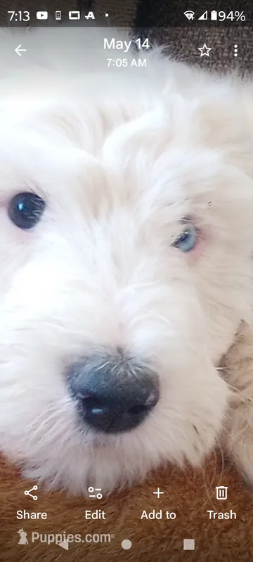 Diva, merle, adorable, striking blue eye, pls text phone only! – Old English Sheepdog, Sheepadoodle puppy for sale in Apple Valley, CA