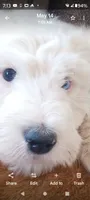 Diva, merle, adorable, striking blue eye, pls text phone only!, a female Old English Sheepdog and Sheepadoodle for sale in Apple Valley, CA – 1 of 10