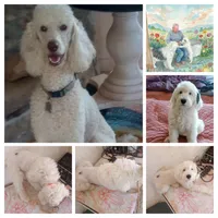 Aspen Blue , a female Poodle - Multi-Colored Standard and Poodle - Standard  for sale in Apple Valley, CA – 2 of 9