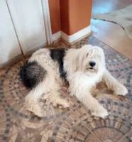 Stormy, trained, wavy, low shed,loves everyone, health guarantee , a female Old English Sheepdog and Sheepadoodle for sale in Apple Valley, CA – 7 of 10