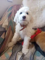 Oakley Little Bear,gentle soul,Low shed,pls text my phone only!!, a male Sheepadoodle and Poodle - Standard  for sale in Apple Valley, CA – 5 of 10