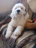Diva,blue eye, total love bug,on leash, pls text phone only!, a female Old English Sheepdog and Sheepadoodle for sale in Apple Valley, CA – 3 of 10