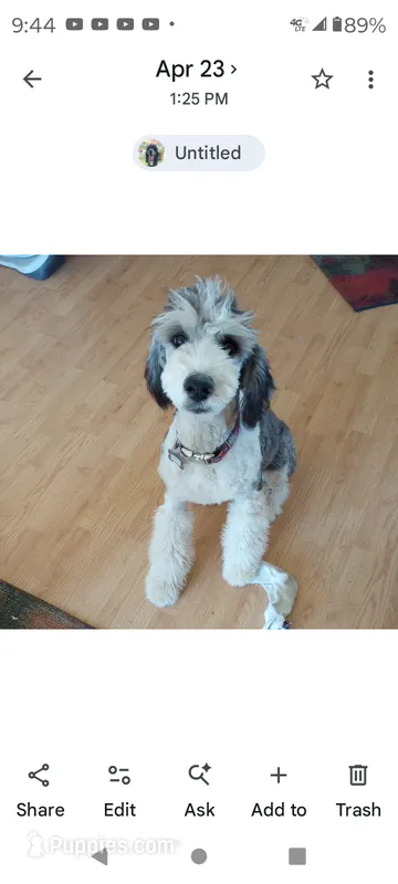 Stormy – Sheepadoodle puppy for sale in Apple Valley, CA