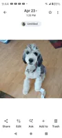 Stormy, a female Sheepadoodle for sale in Apple Valley, CA – 1 of 6
