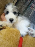 Amazing Grace,low shed,stunning colors, pls text my phone only!!, a female Old English Sheepdog and Sheepadoodle for sale in Apple Valley, CA – 3 of 10