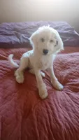Angel low shed, sweet family dog,purebred parents, pls text my phone!, a female Old English Sheepdog and Poodle - Standard  for sale in Apple Valley, CA – 6 of 10