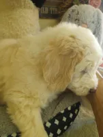 Beamer,low shed, golden parti,pls text  my phone only!!, a male Old English Sheepdog and Poodle - Standard  for sale in Apple Valley, CA – Photo 4 of 10