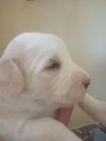 Sunbeam,standard, OES, a male Sheepadoodle for sale in Apple Valley, CA – Photo 3 of 9