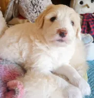 Sunbeam,service dog temperament, a male Sheepadoodle and Poodle - Standard  for sale in Apple Valley, CA – Photo 1 of 10