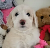 Beamer,gold and white,pls text  my phone only!!, a male Sheepadoodle and Poodle - Standard  for sale in Apple Valley, CA – Photo 2 of 10