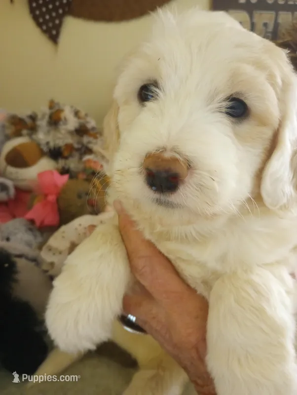 Sunbeam,showoff golden boy!! Pls text only!! – Sheepadoodle, Poodle - Standard  puppy for sale in Apple Valley, CA