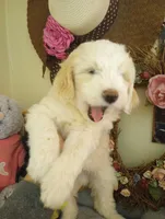 Beamer,gold and white,pls text  my phone only!!, a male Sheepadoodle and Poodle - Standard  for sale in Apple Valley, CA – Photo 4 of 10