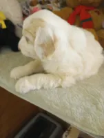 Sunbeam,showoff golden boy!! Pls text only!!, a male Sheepadoodle and Poodle - Standard  for sale in Apple Valley, CA – Photo 4 of 10