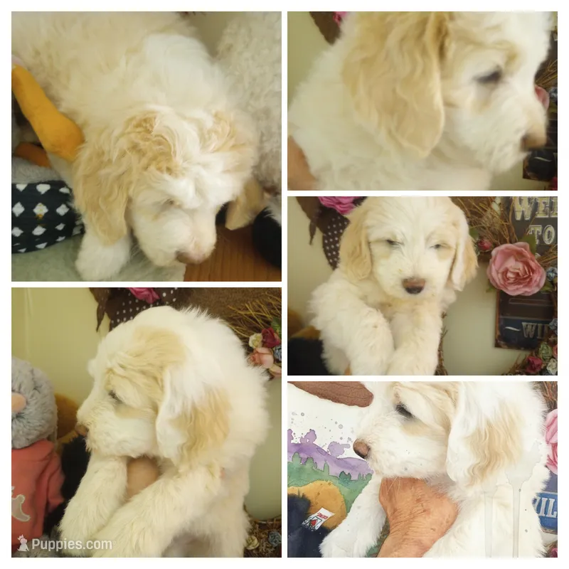 Beamer,super coat, golden parti,pls text  my phone only!! – Old English Sheepdog, Poodle - Standard  puppy for sale in Apple Valley, CA