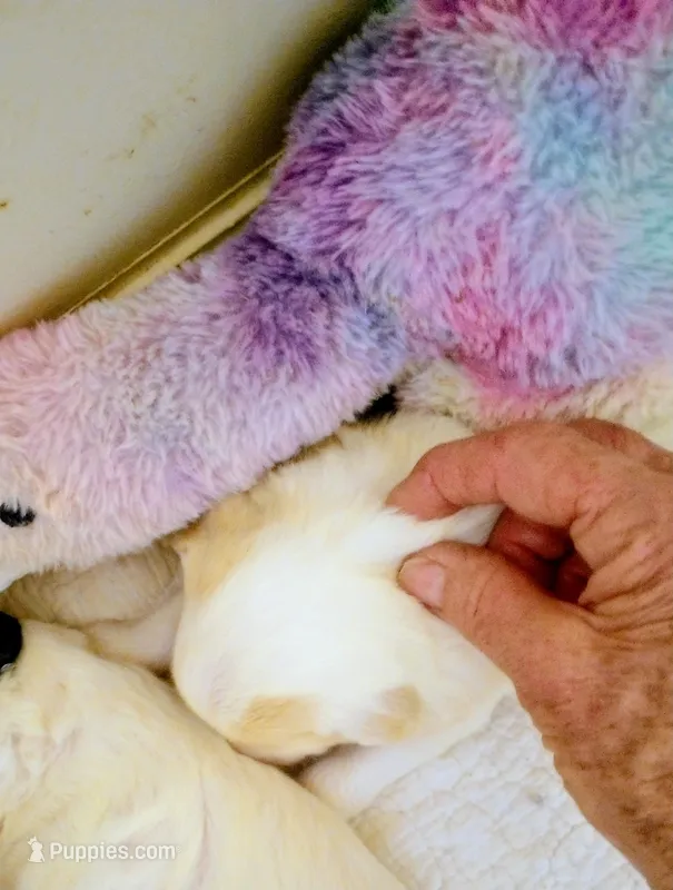 Sunbeam – Sheepadoodle puppy for sale in Apple Valley, CA