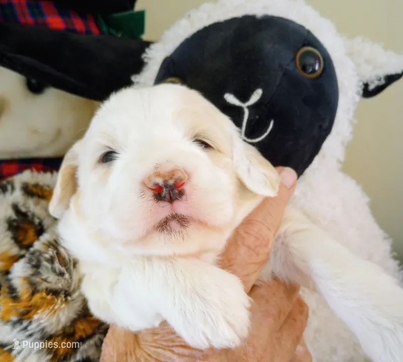 Sunbeam,standard, OES – Sheepadoodle puppy for sale in Apple Valley, CA