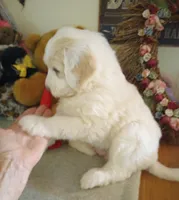 Beamer,gold and white,pls text  my phone only!!, a male Sheepadoodle and Poodle - Standard  for sale in Apple Valley, CA – Photo 6 of 10