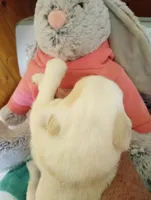 Sunbeam,standard, OES, a male Sheepadoodle for sale in Apple Valley, CA – Photo 4 of 9