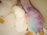 Sunbeam, a male Sheepadoodle for sale in Apple Valley, CA – Photo 2 of 8