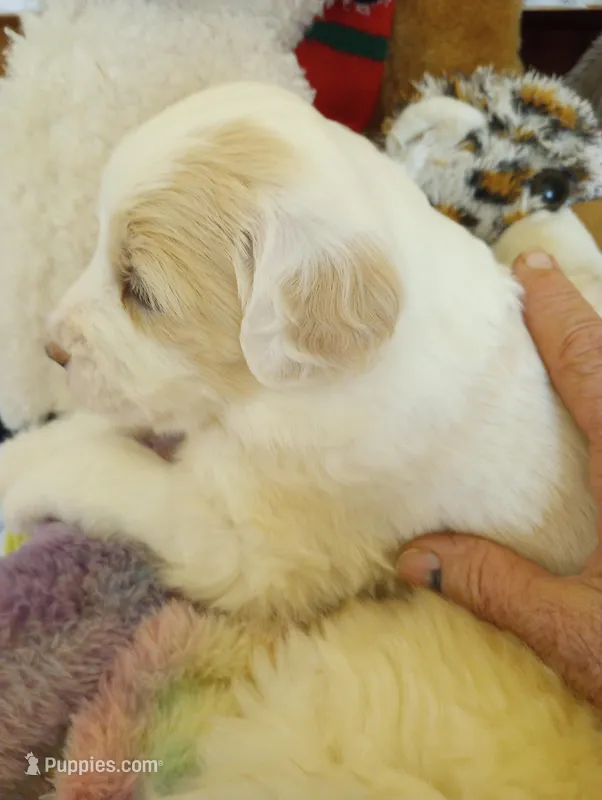 Sunbeam,standard, OES – Sheepadoodle, Poodle - Standard  puppy for sale in Apple Valley, CA