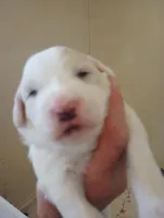 Sunbeam, a male Sheepadoodle for sale in Apple Valley, CA – Photo 4 of 8