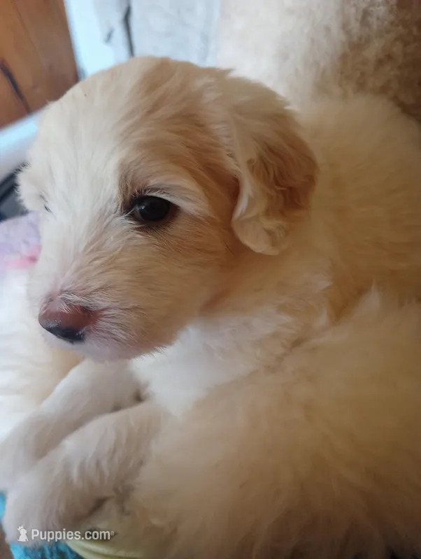 Sunbeam,service dog temperament – Sheepadoodle, Poodle - Standard  puppy for sale in Apple Valley, CA