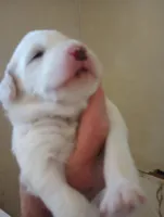 Sunbeam, a male Sheepadoodle for sale in Apple Valley, CA – Photo 3 of 8