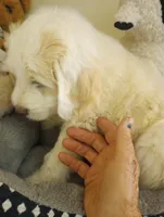 Beamer,low shed, golden parti,pls text  my phone only!!, a male Old English Sheepdog and Poodle - Standard  for sale in Apple Valley, CA – Photo 3 of 10