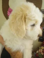 Beamer,gold and white,pls text  my phone only!!, a male Sheepadoodle and Poodle - Standard  for sale in Apple Valley, CA – Photo 5 of 10