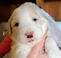 Sunbeam,standard, OES, a male Sheepadoodle for sale in Apple Valley, CA – Photo 2 of 9