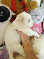 Sunbeam,ready mothers day, a male Sheepadoodle and Poodle - Standard  for sale in Apple Valley, CA – Photo 4 of 10
