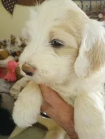 Sunbeam,showoff golden boy!! Pls text only!!, a male Sheepadoodle and Poodle - Standard  for sale in Apple Valley, CA – Photo 2 of 10