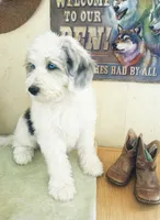 Hallie, one of a kind ,colors galore!,pls read ad profile!text pls!, a female Old English Sheepdog and Sheepadoodle for sale in Apple Valley, CA – 3 of 10