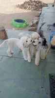 Angel low shed, gentle family dog,purebred parents, pls text my phone!, a female Old English Sheepdog and Poodle - Standard  for sale in Apple Valley, CA – 6 of 10