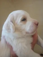Honeybee,standard, OES, a female Sheepadoodle for sale in Apple Valley, CA – Photo 2 of 10