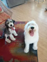 Honeybee,standard, OES, a female Sheepadoodle for sale in Apple Valley, CA – Photo 10 of 10