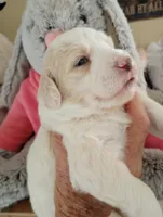 Honeybee,standard, OES, a female Sheepadoodle for sale in Apple Valley, CA – Photo 3 of 10