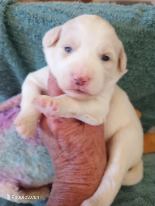 Honeybee – Sheepadoodle puppy for sale in Apple Valley, CA