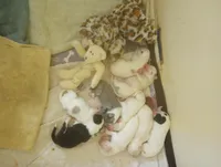 Honeybee, a female Sheepadoodle for sale in Apple Valley, CA – Photo 7 of 9