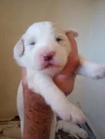 Honeybee, a female Sheepadoodle for sale in Apple Valley, CA – Photo 3 of 9