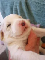 Honeybee, a female Sheepadoodle for sale in Apple Valley, CA – Photo 4 of 9