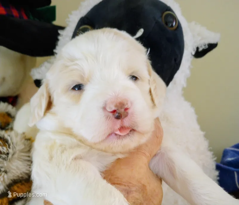 Honeybee,standard, OES – Sheepadoodle puppy for sale in Apple Valley, CA