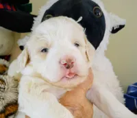 Honeybee,standard, OES, a female Sheepadoodle for sale in Apple Valley, CA – Photo 1 of 10