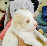 Honeybee,standard, OES, a female Sheepadoodle and Poodle - Standard  for sale in Apple Valley, CA – Photo 2 of 10
