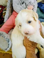 Honeybee,standard, OES, a female Sheepadoodle and Poodle - Standard  for sale in Apple Valley, CA – Photo 4 of 10