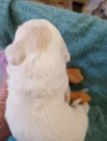 Honeybee, a female Sheepadoodle for sale in Apple Valley, CA – Photo 2 of 9