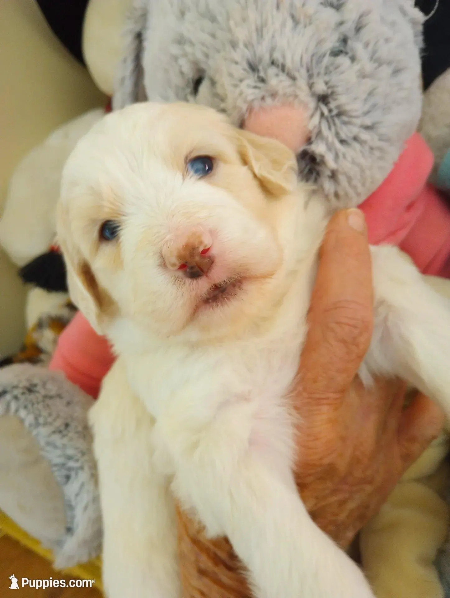 Honeybee,standard, OES – Sheepadoodle, Poodle - Standard  puppy for sale in Apple Valley, CA
