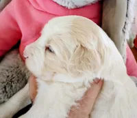 Honeybee,standard, OES, a female Sheepadoodle for sale in Apple Valley, CA – Photo 4 of 10